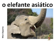 O elefante asiático